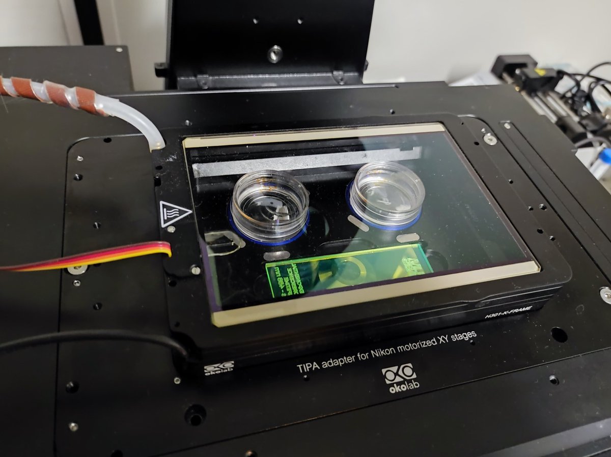 FlimLabs's tweet photo. #FluorescenceLifetimeFriday 

Calibration in #FLIM live cell #imaging usually means swapping sample ↔️ reference, repeatedly.

With @Okolabgroup’s two-slot incubator (live cells + #microscopy slide) the microscope switches in seconds. 

Calibration and acquisition in one session. https://t.co/Avr46BLqss