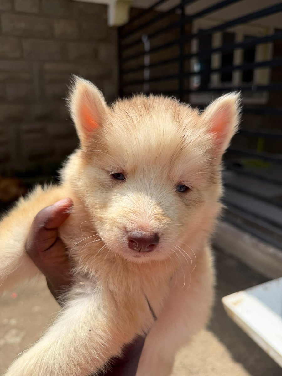 K9puppylove's tweet photo. Blue eyed husky puppies available 🐶🏡🌅🐾
7 weeks old ⏳️📆
All vaccinations upto date 🧧🏥
100,000kshs 
Don't forget to like and repost 🐾😊 https://t.co/UML3nIYCd7