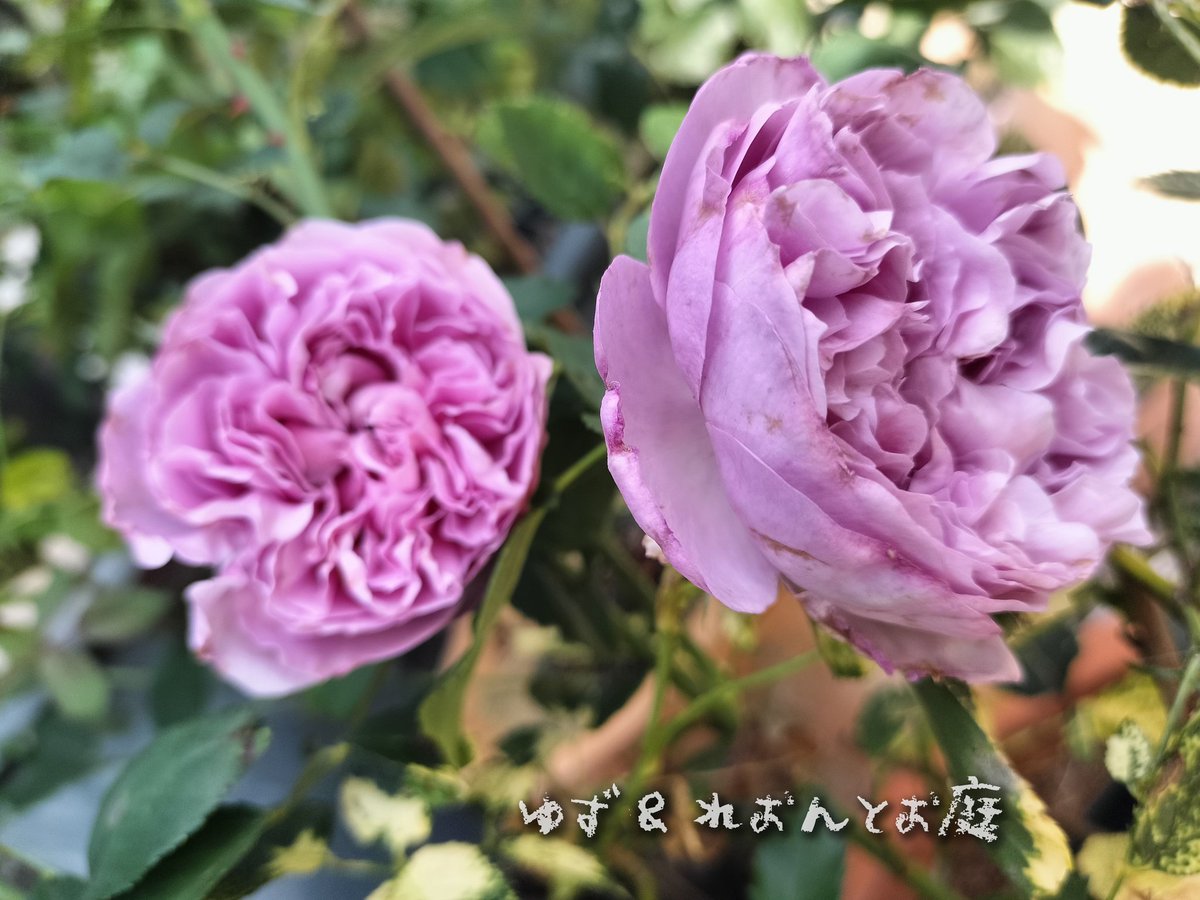 Yuzukun326's tweet photo. 昨年2月に3鉢お迎えした切り花品種
1鉢しか育たなかった😭

ある意味過酷な我が家の環境でも生き残った優秀な子と言えるかもね🤗

リパルティール💕
ブルーの強香
「再出発する」という意味らしい

葉が斑入りになってるけど、そういう品種ではないみたい🤔
#6月の庭
#リパルティール https://t.co/iCe12Acbfq