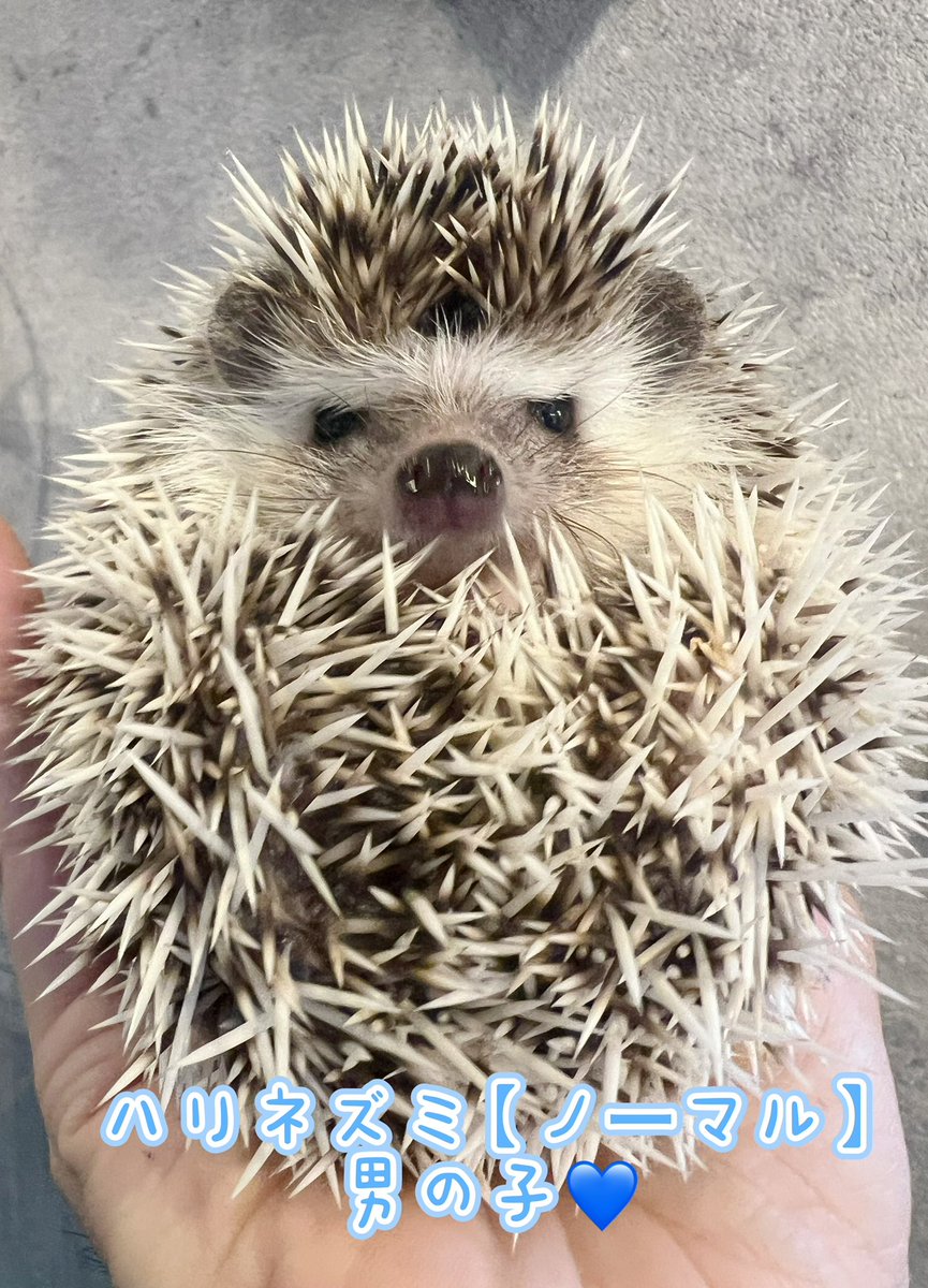 ハリネズミ