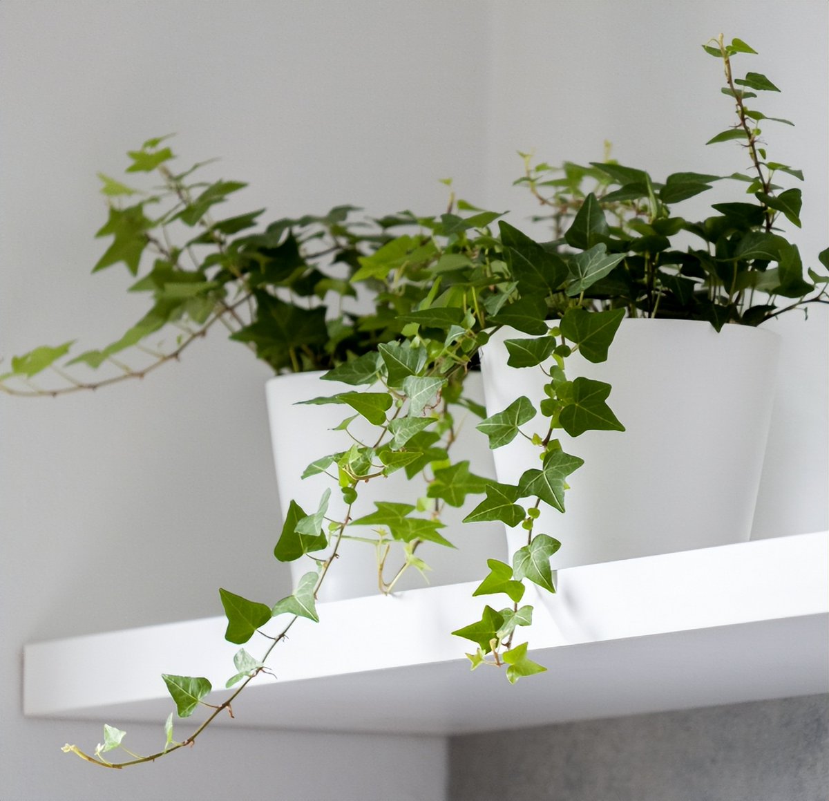 miabugs's tweet photo. Pro tip for your pothos! Keep it in bright indirect light and water when the top 2 inches of soil feel dry. No overwatering—happy plants = happy you! https://t.co/P5UaKmhbEU