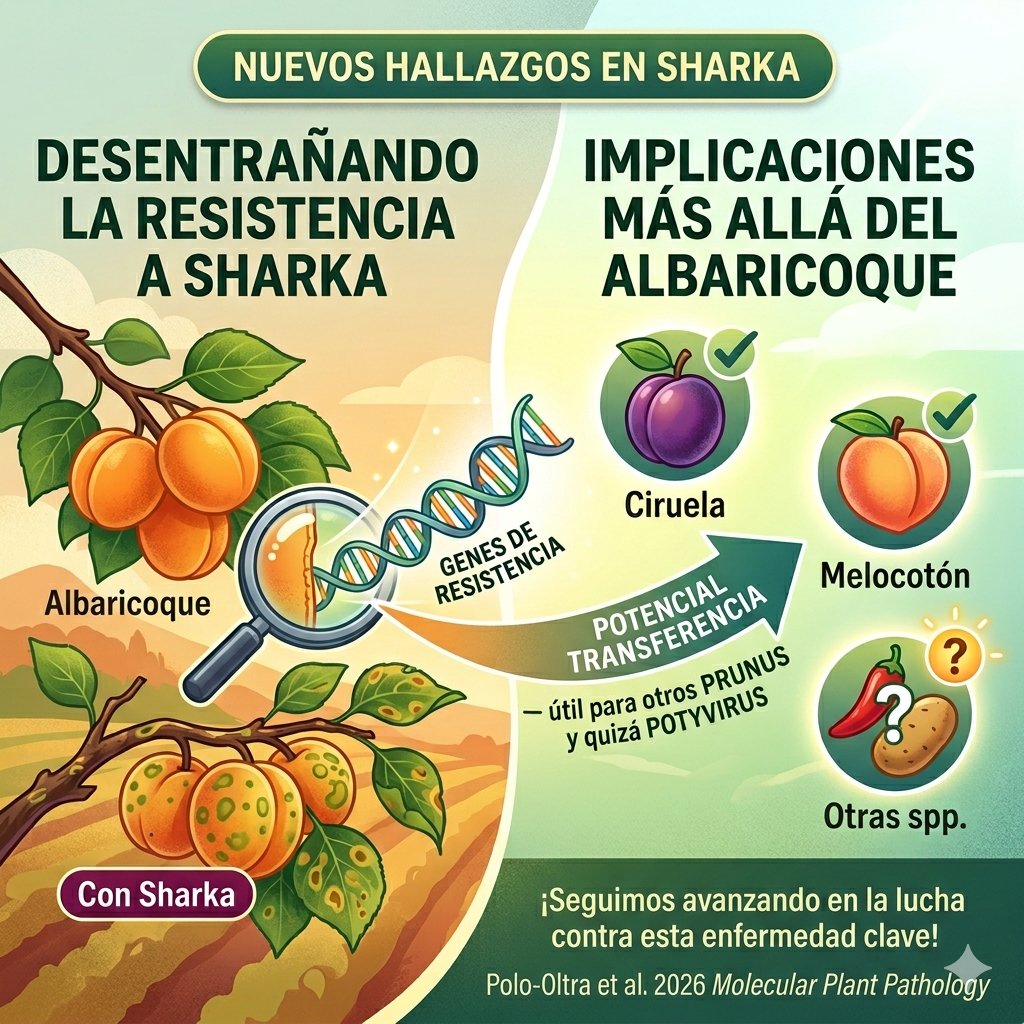 GVAivia's tweet photo. 🧬El @GVAivia ha desarrollado, en colaboración con el @ibmcp, un trabajo que profundiza en los mecanismos genéticos que condicionan la susceptibilidad al Plum Pox Virus #PPV, una de las enfermedades más devastadoras de los 🍑frutales de hueso.

🔗https://t.co/pxsPTUpMQ4 https://t.co/1iIVO7w1s3