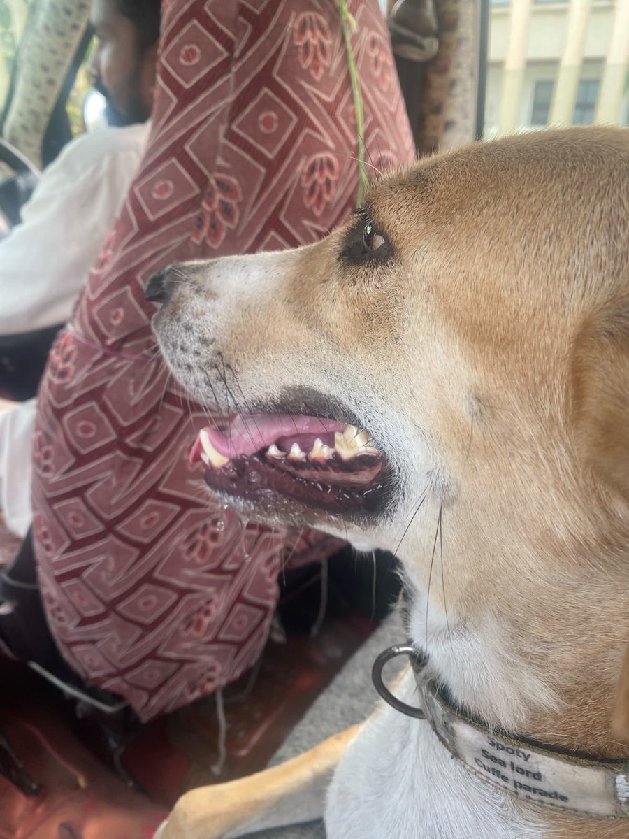 padmakar65's tweet photo. A community dog, Monu, was found this morning on Mumbai’s Coastal Road, nearly 7 km away from BVM Garden, Cuffe Parade, where he was last seen around midnight. He was frightened, being chased by other dogs, and running into traffic.
#AnimalWelfare #CommunityDogs #CuffeParade https://t.co/9AmZk2U9wW