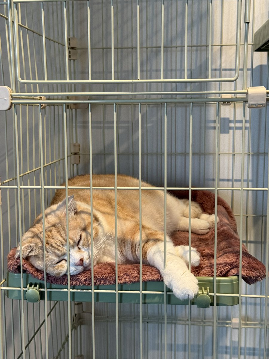 SweethomeU's tweet photo. 🌟トライアルスタート🌟

猫邸のミーヤキャット担当(？)ララちゃんがトライアルに出発しました！

向かっている最中も本当にいる？！と思わせるくらいお利口さんで静かだったララちゃん。
おうちに着くや否や、我が物顔でズデーン！

これなら心配いらないでしょう！
お名前は来良(ララ)ちゃんです✨ https://t.co/bJEcvF4eSl