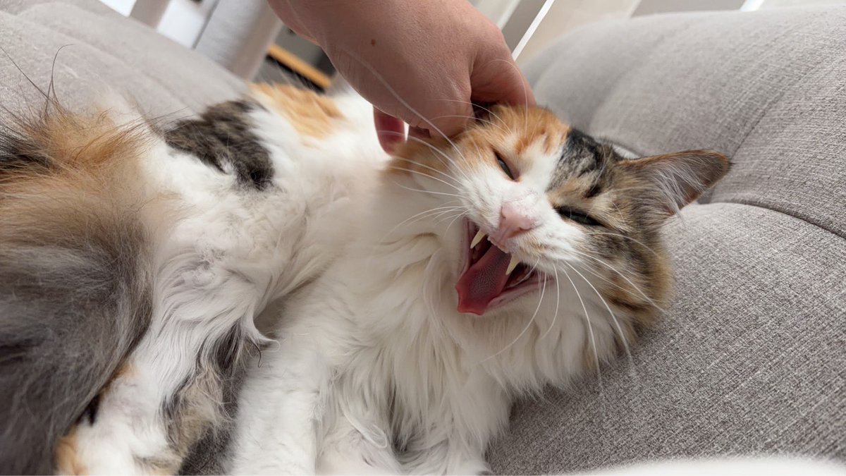 potechi_nikki's tweet photo. 猫飼い、絶対みんなあくびの写真フォルダに入ってますよね
正直に申し出て下さい https://t.co/qcYQhYDn86