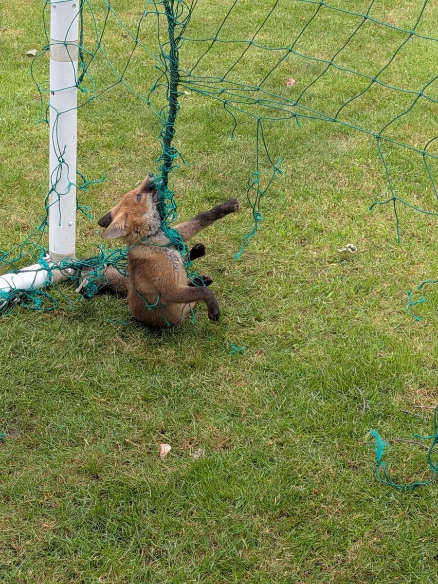 domdyer70's tweet photo. Please remove netting from goal posts when not in use it can be deadly for wildlife https://t.co/G4z50EQXep