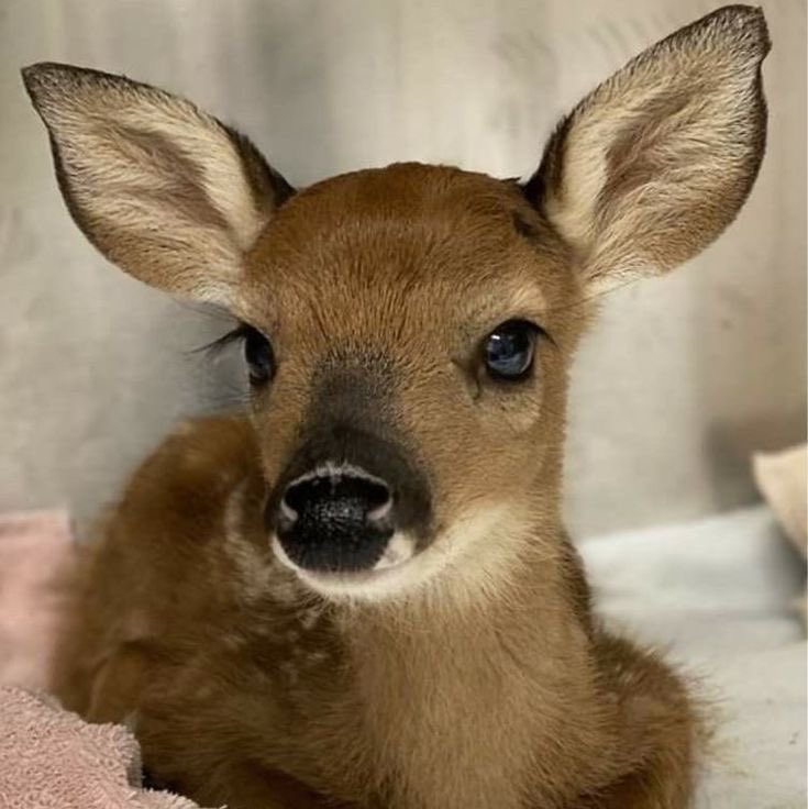 epilogyu's tweet photo. people are finally getting on the deer beomgyu agenda https://t.co/zR8Oktfvey