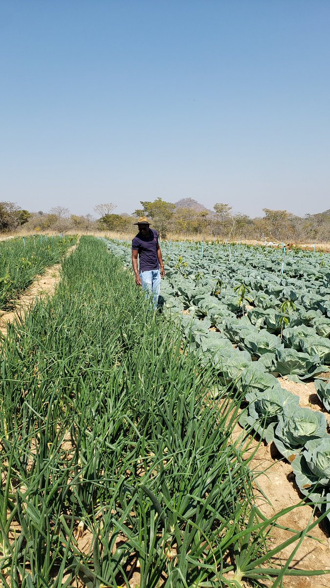 EntrepreneurFar's tweet photo. You can still use your land for market gardening while your orchard plants are still establishing.  

It maximizes land use efficiency, improves soil health, and reduces pests by leveraging the mutually beneficial interactions between different plant species.

Good morning https://t.co/2xxrKhIzTb