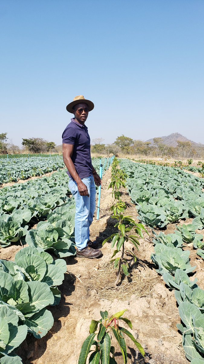 EntrepreneurFar's tweet photo. You can still use your land for market gardening while your orchard plants are still establishing.  

It maximizes land use efficiency, improves soil health, and reduces pests by leveraging the mutually beneficial interactions between different plant species.

Good morning https://t.co/2xxrKhIzTb