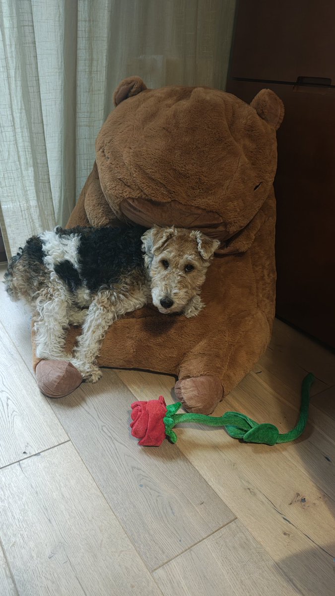 MarcinFafara's tweet photo. Róża x 🌹 x Kapibara #plkpldogs https://t.co/gcLSEIq4k2