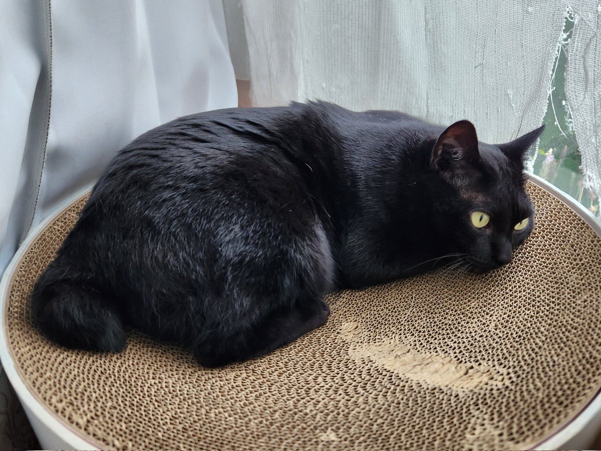 HasuchanSmile's tweet photo. 時々カーテンの隙間から
(破った所😂)
お外を見るんだよ🐈‍⬛
#黒猫 #blackcat https://t.co/H2MMFm5ZUi