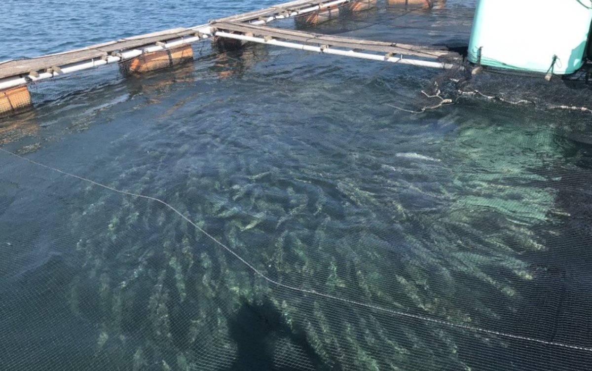 Triton_Project_'s tweet photo. 株式会社ニシウオマーケティング「魚が好き」を仕事に。東京勤務の水産食品営業募集。未経験歓迎、年収450万〜600万円。産地へ足を運び、生産者の想いを届ける仕事。営業だけでなく商品開発にも挑戦可能。学び続けられる方歓迎https://t.co/tNJ3gAU0xa #営業職 #未経験歓迎 #東京求人 #TRITONPROJECT https://t.co/x9NIeQF1Du