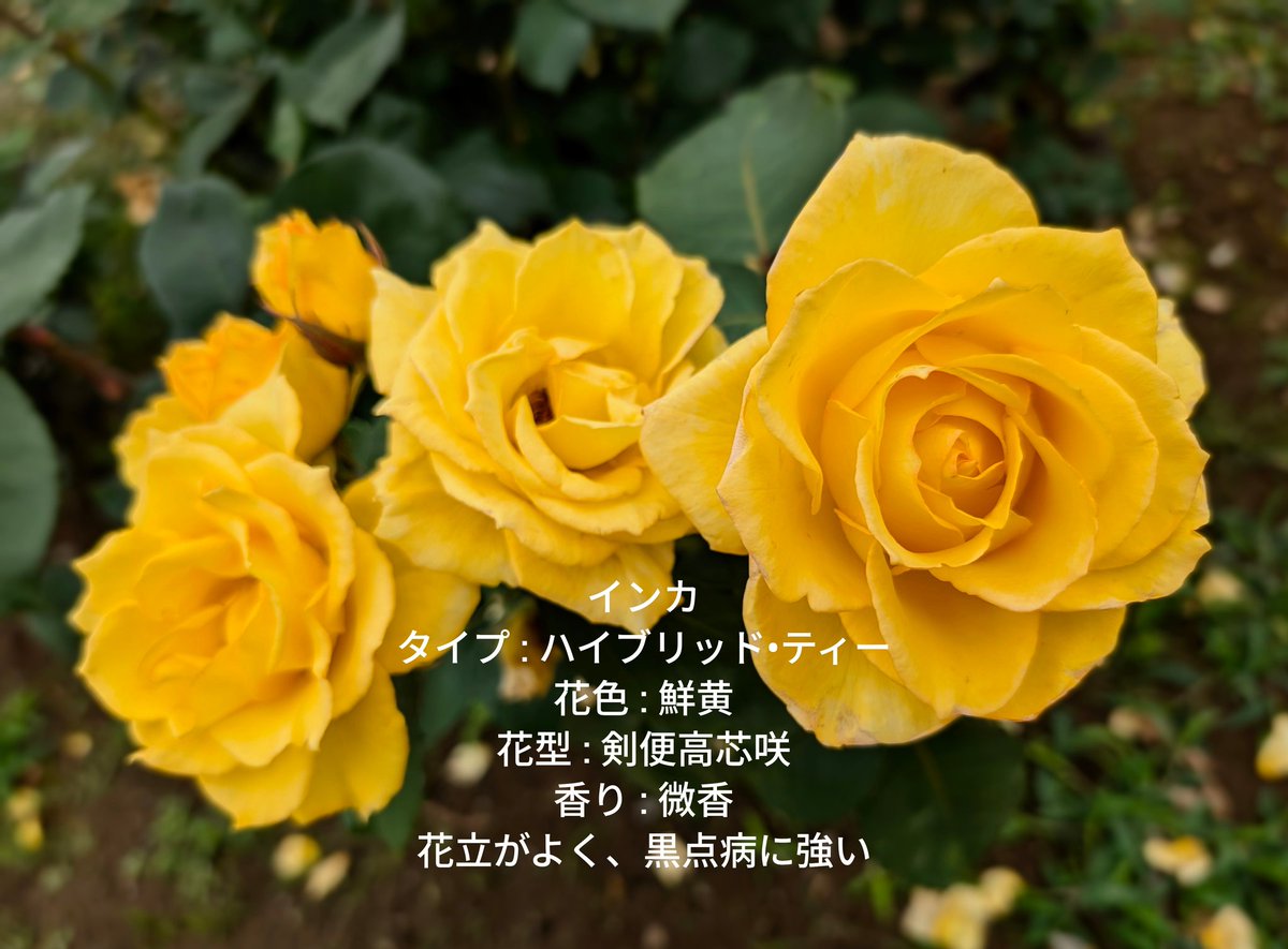BirdValleyKT's tweet photo. 6月のバラ園
#アンバーメイアンディア
#インカ https://t.co/h791nSQUKC