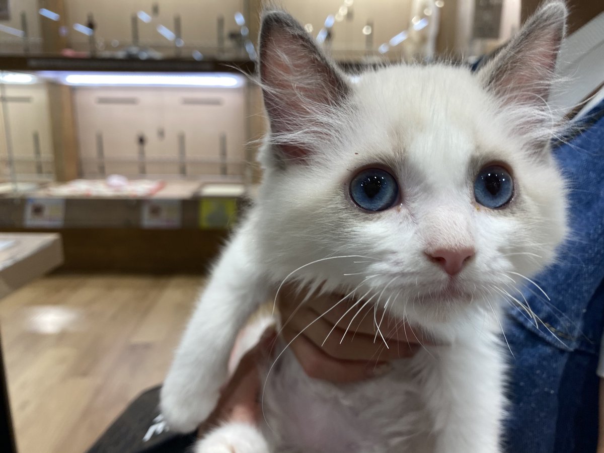 Hal86792488's tweet photo. 人生初猫をお迎えする事にした https://t.co/L5q6ULDDTk