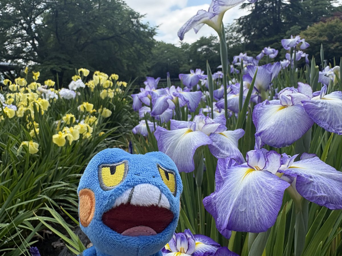 troubleanalog's tweet photo. ドレディアのポケふたが設置されてる伊佐須美神社ではあやめが大満開💕 https://t.co/2POWetQcrP