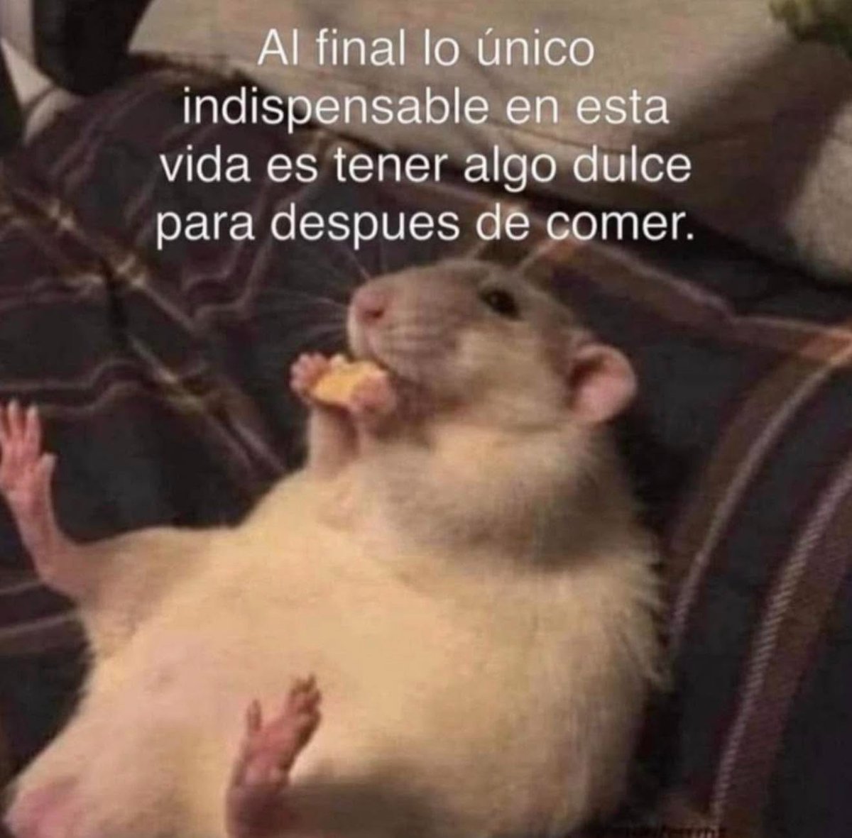 ANIMALITOSSANA's tweet photo. https://t.co/Z9SKMh8C05