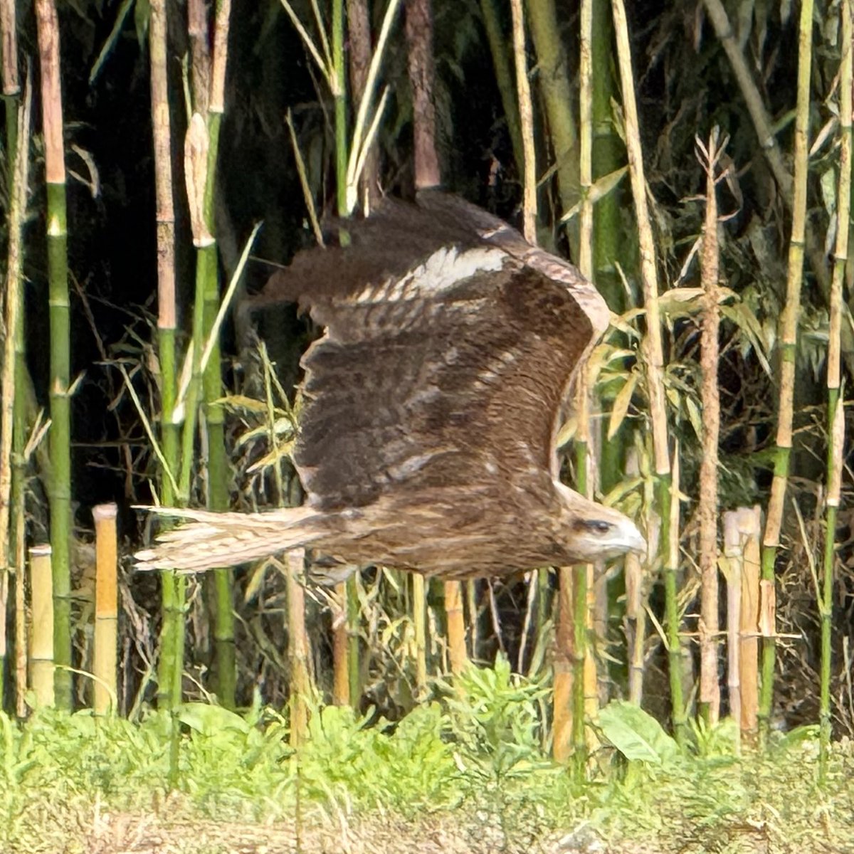hobbyseidai's tweet photo. 奇跡の一枚撮れたから見て🦅 https://t.co/28CwA6RXKE