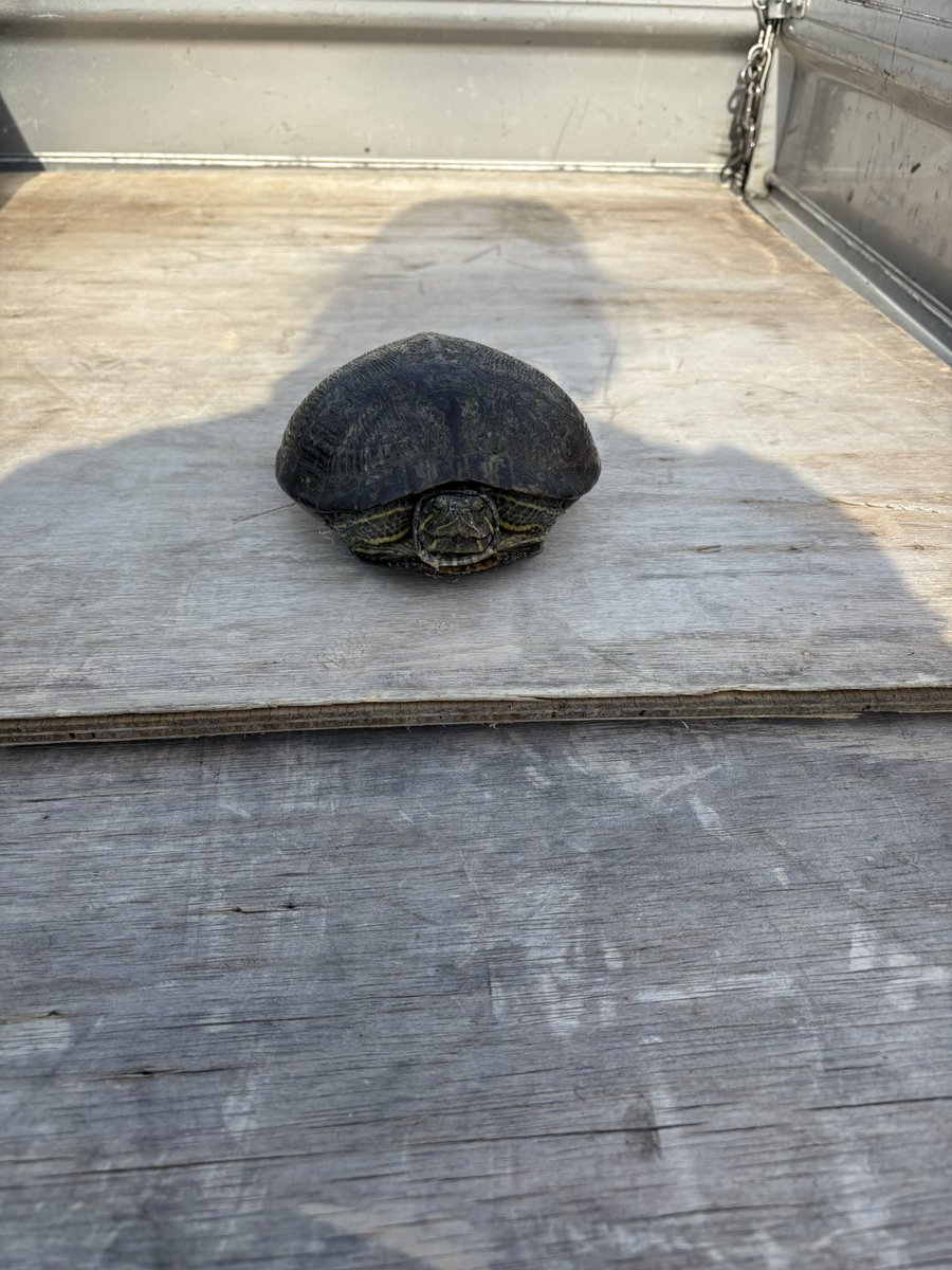 gauhide1025's tweet photo. 今年もまた亀ちゃん🐢が道を横断する季節が来た。川沿いの道を今歩いてた亀ちゃんを救出。一方通行で普通の交通量で轢かれかけた亀ちゃんを軽トラの荷台に乗せて救出。
後続車にクラクションならされまくったけど無視💦そのまま安全なすぐ近くの治水地に逃した^ ^ https://t.co/dMnVXihHEG