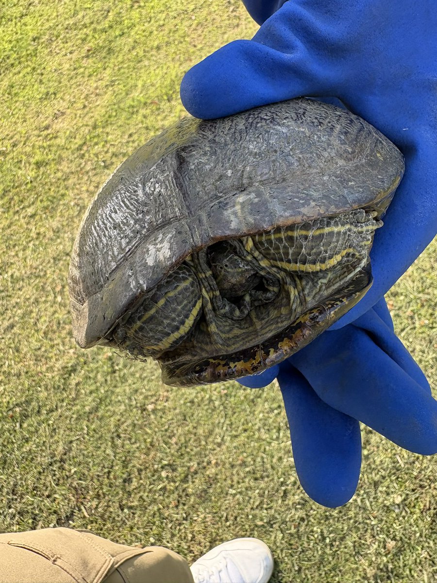 gauhide1025's tweet photo. 今年もまた亀ちゃん🐢が道を横断する季節が来た。川沿いの道を今歩いてた亀ちゃんを救出。一方通行で普通の交通量で轢かれかけた亀ちゃんを軽トラの荷台に乗せて救出。
後続車にクラクションならされまくったけど無視💦そのまま安全なすぐ近くの治水地に逃した^ ^ https://t.co/dMnVXihHEG