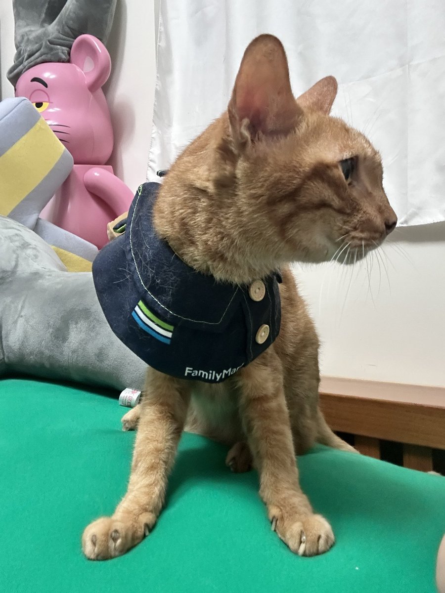 yuehlin17's tweet photo. 竟然可以穿這麼久😆
#全家貓咪制服 
#familymart 
#全家貓之日 https://t.co/vylF8Cx2Us