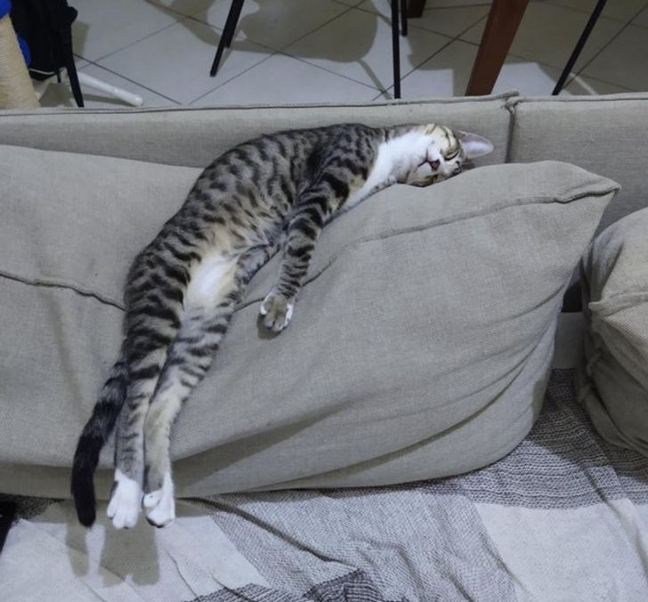 0xCatzilla's tweet photo. capek setelah seharian yap yap https://t.co/gA8y9JIsqO
