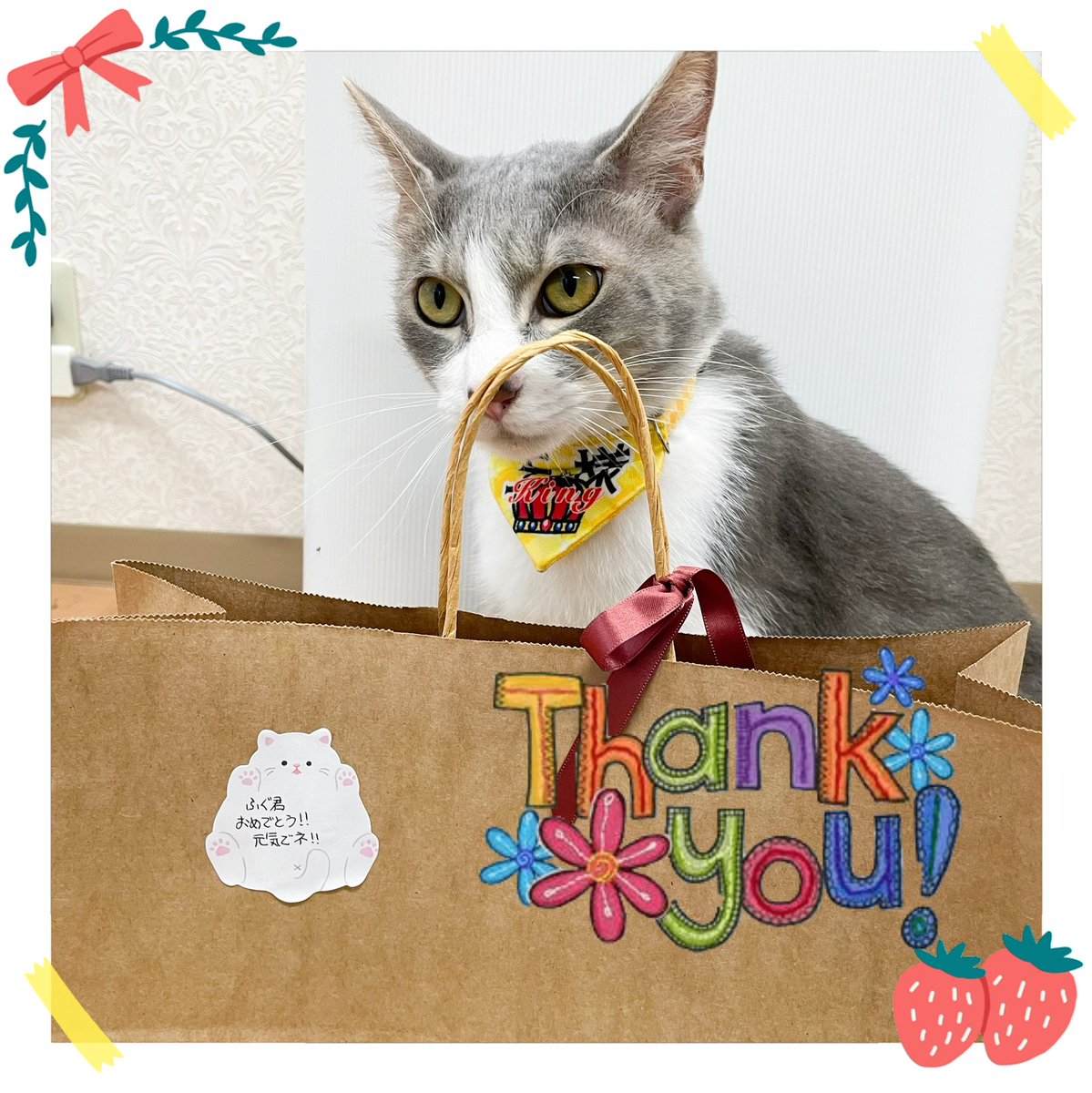 velcat2's tweet photo. 本日ご来店のお客様や里親様よりトライアルに出発する猫へのプレゼント🎁やフードのご寄付を頂きました✨
みんな沢山のプレゼントを貰えて本当に嬉しそうです😳💗
ありがとうございます🙇🏻♀️
#velcat #保護猫 #猫カフェ #関内 #プレゼント https://t.co/Mnnunj665v