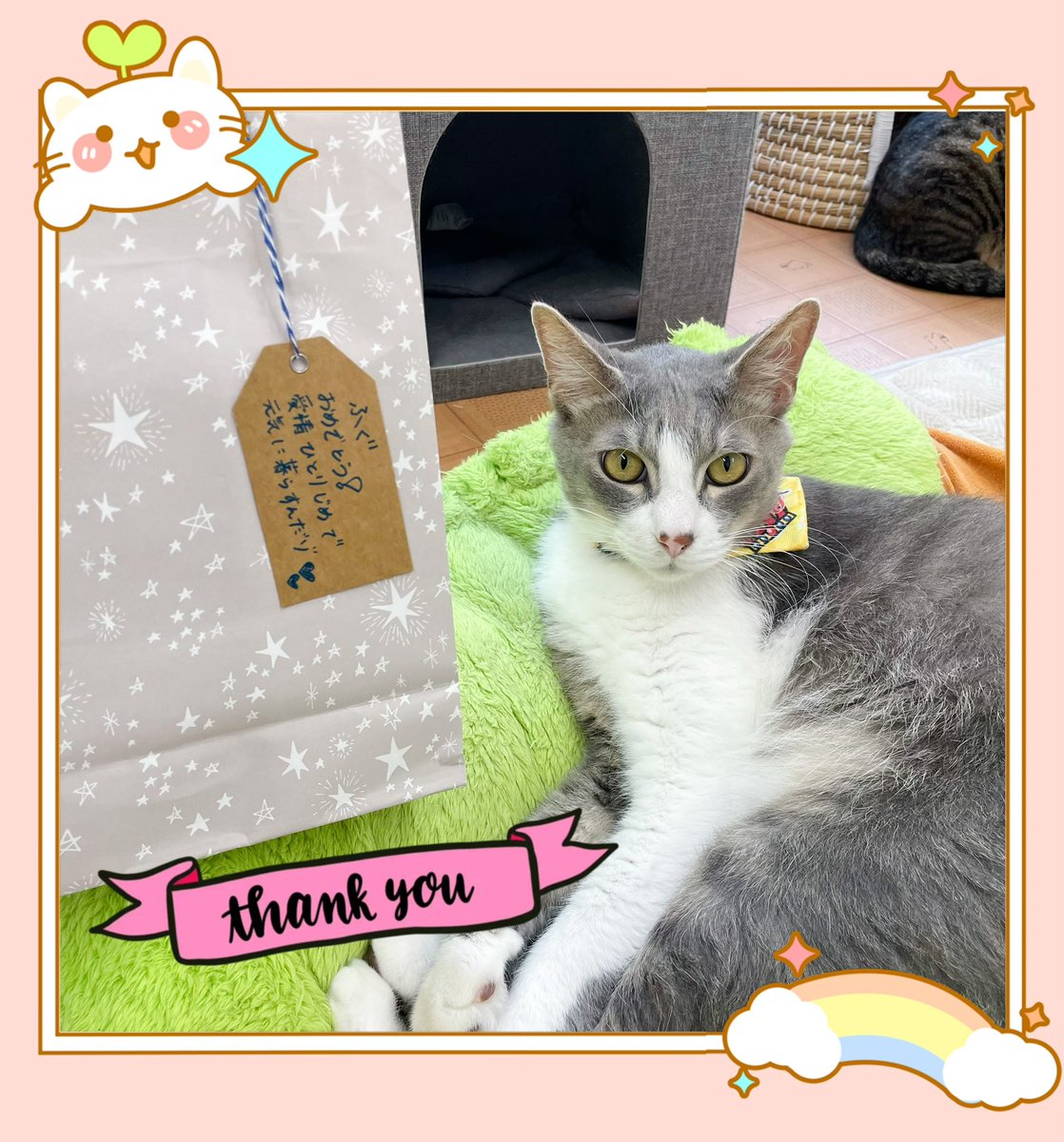 velcat2's tweet photo. 本日ご来店のお客様や里親様よりトライアルに出発する猫へのプレゼント🎁やフードのご寄付を頂きました✨
みんな沢山のプレゼントを貰えて本当に嬉しそうです😳💗
ありがとうございます🙇🏻♀️
#velcat #保護猫 #猫カフェ #関内 #プレゼント https://t.co/Mnnunj665v