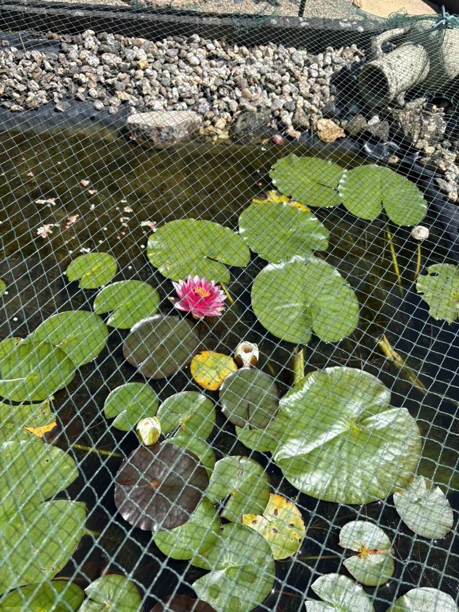 eggi10's tweet photo. Wat de toekomst brengen moge? Grote woorden, maar wat is toekomst? Vooruit kijken.  Natuurlijk, dat is zelfs het advies van Jezus: wie de hand aan de ploeg slaat en achterom kijkt is niet geschikt voor het koninkrijk Gods ( Lukas 9:62). Jezus volgen vraagt volledige toewijding. https://t.co/kwyvuXg0XX