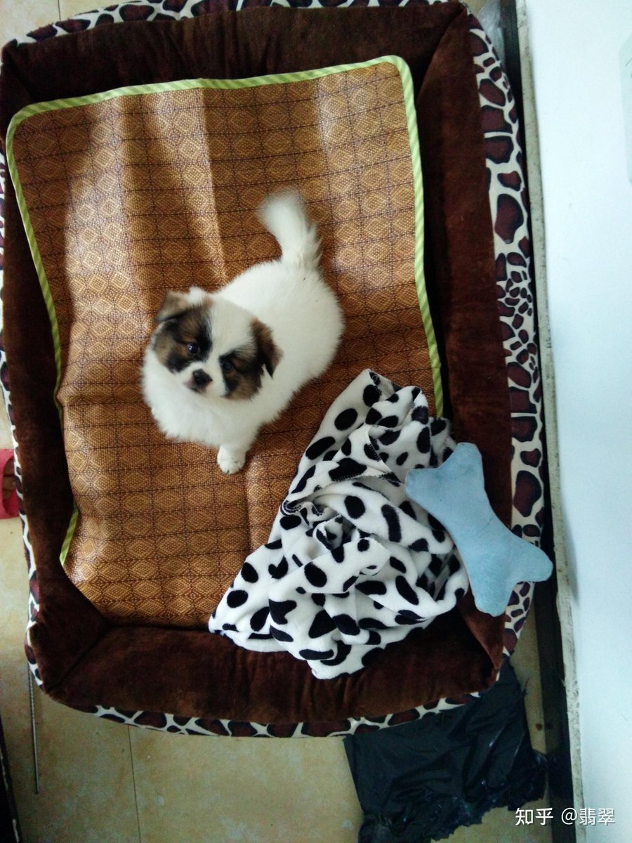 starrazzaqi's tweet photo. Found my new mood booster! This fluffy guy has no idea he just turned my boring workday into a perfect one  #PetLove https://t.co/6lS82M4eu9