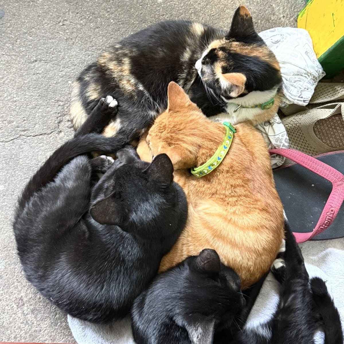 Th2svTil's tweet photo. 🐈🐈‍⬛🐈🐈🐈‍⬛✨
#猫のいる暮らし https://t.co/KXcOp8SLuy
