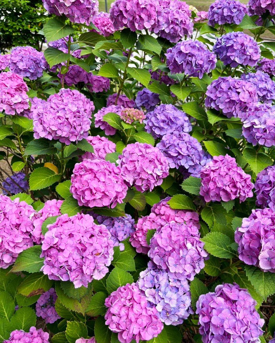 TUS_PR's tweet photo. #理科大百景
野田キャンパスでは、紫陽花が見頃を迎えています✨
天気の不安定な日が続く梅雨の季節☔
 それでも、色鮮やかに咲く紫陽花を見ると気持ちが明るくなりますね🌿
季節の花に癒やされながら、梅雨を元気に乗り切りましょう！
キャンパス内を歩く際は、ぜひ探してみてください👀 https://t.co/vJJ2kumcVc
