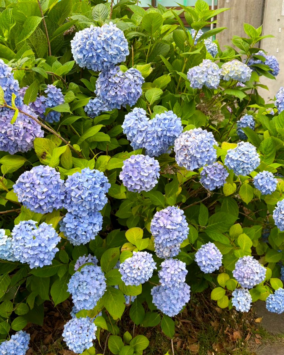TUS_PR's tweet photo. #理科大百景
野田キャンパスでは、紫陽花が見頃を迎えています✨
天気の不安定な日が続く梅雨の季節☔
 それでも、色鮮やかに咲く紫陽花を見ると気持ちが明るくなりますね🌿
季節の花に癒やされながら、梅雨を元気に乗り切りましょう！
キャンパス内を歩く際は、ぜひ探してみてください👀 https://t.co/vJJ2kumcVc