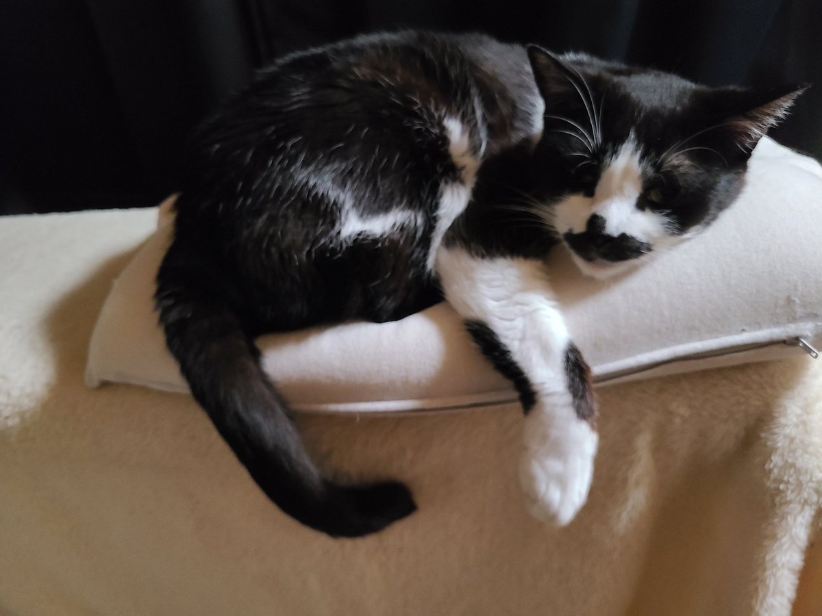 オセロ😴 はちわれオス猫🐱 #猫 #ねこ #はちわれ #はちわれ猫 #オス猫