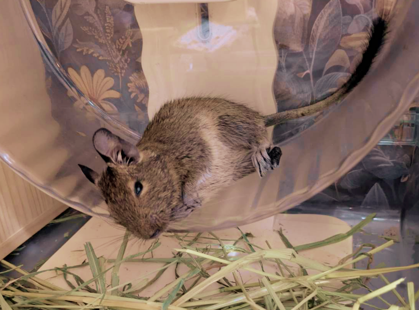 sakurabecom's tweet photo. #デグー #Degu #レム #Rem https://t.co/A93zCm38bm