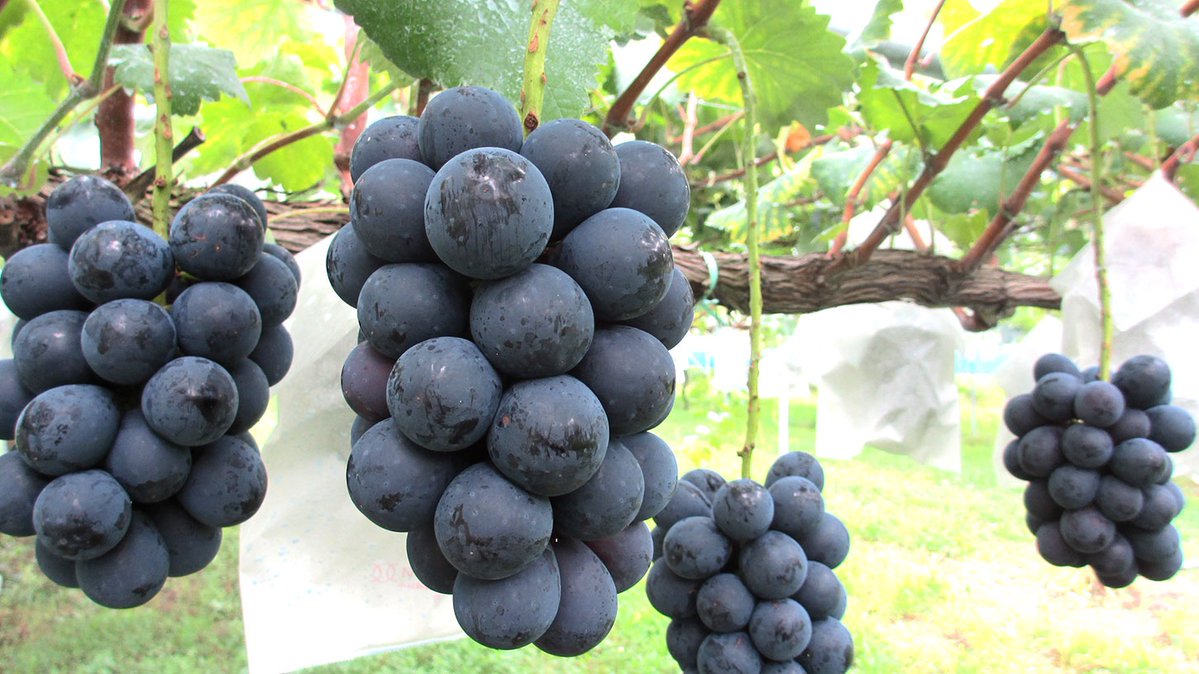 GrandGrape4728's tweet photo. 【プレゼントのお知らせ】
抽選で1名様にぶどうをお届けします。
フォロー／いいね＆リポストで応募完了。
〆切：6月18日 https://t.co/6duZ0l8pZi