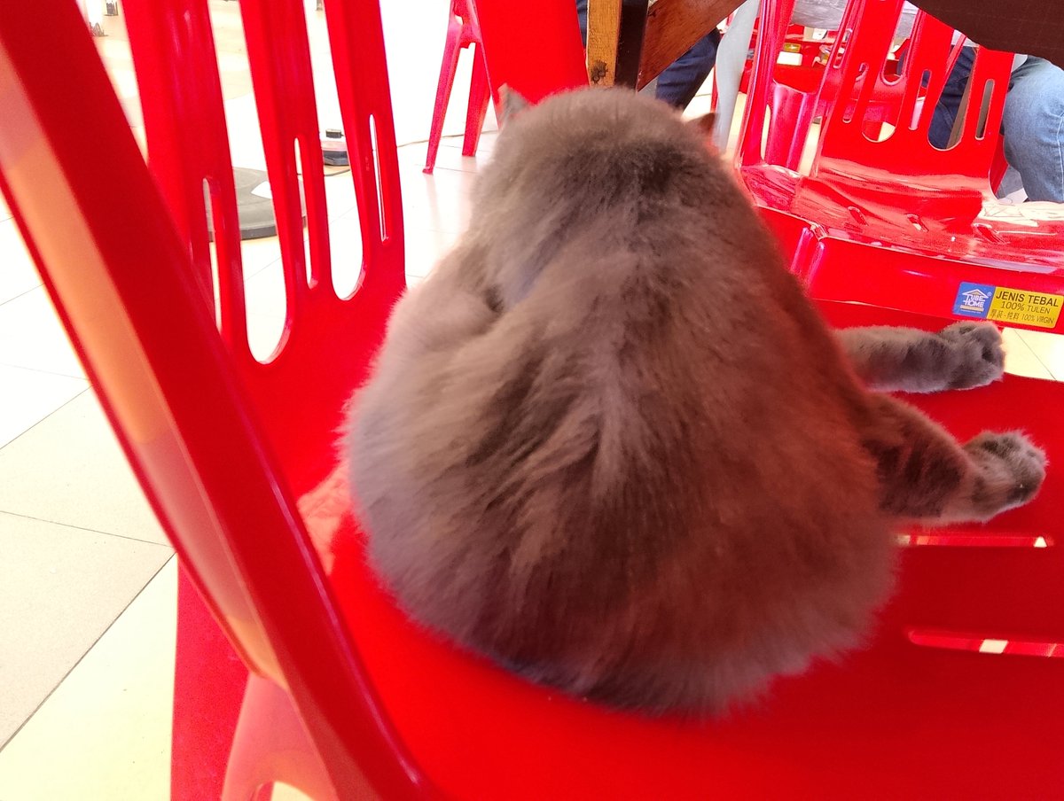 DrAlexei79's tweet photo. Not hanging out with the office lady today. 

Let's meet this gray floofball instead
#cat https://t.co/2gNuFf8bHa