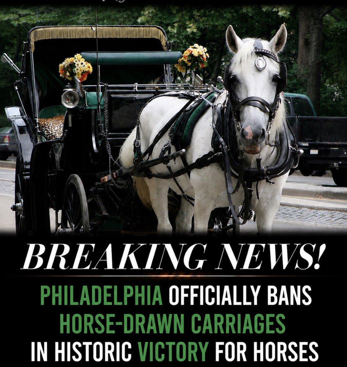 Protect_Wldlife's tweet photo. Well done Philadelphia 👏👏.

Philadelphia officially bans horse-drawn carriages in historic victory for horses!

New York City, please follow suit! https://t.co/N6RYxTqB07
