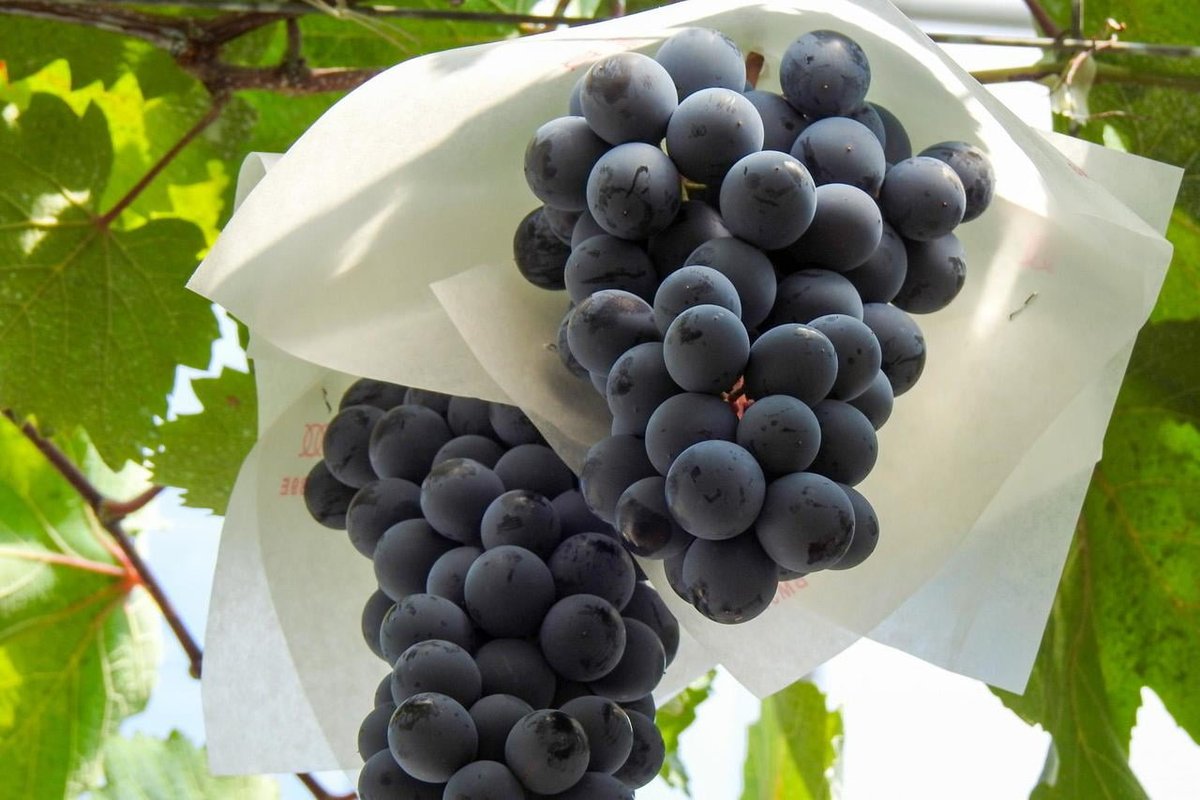 GrandGrape4728's tweet photo. 【感謝企画】
いつもありがとうございます。
ぶどうを抽選で1名様にプレゼント🍇
フォロー・いいね＆リポスト
〆切：6月19日 https://t.co/cAytd0S6ux