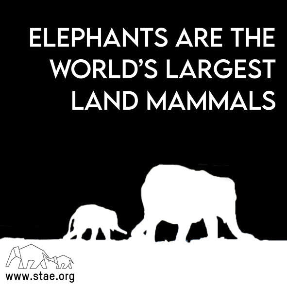 stae_elephants's tweet photo. Elephants are the world’s largest land mammals. #fridayfact https://t.co/jNSFcZE3ni