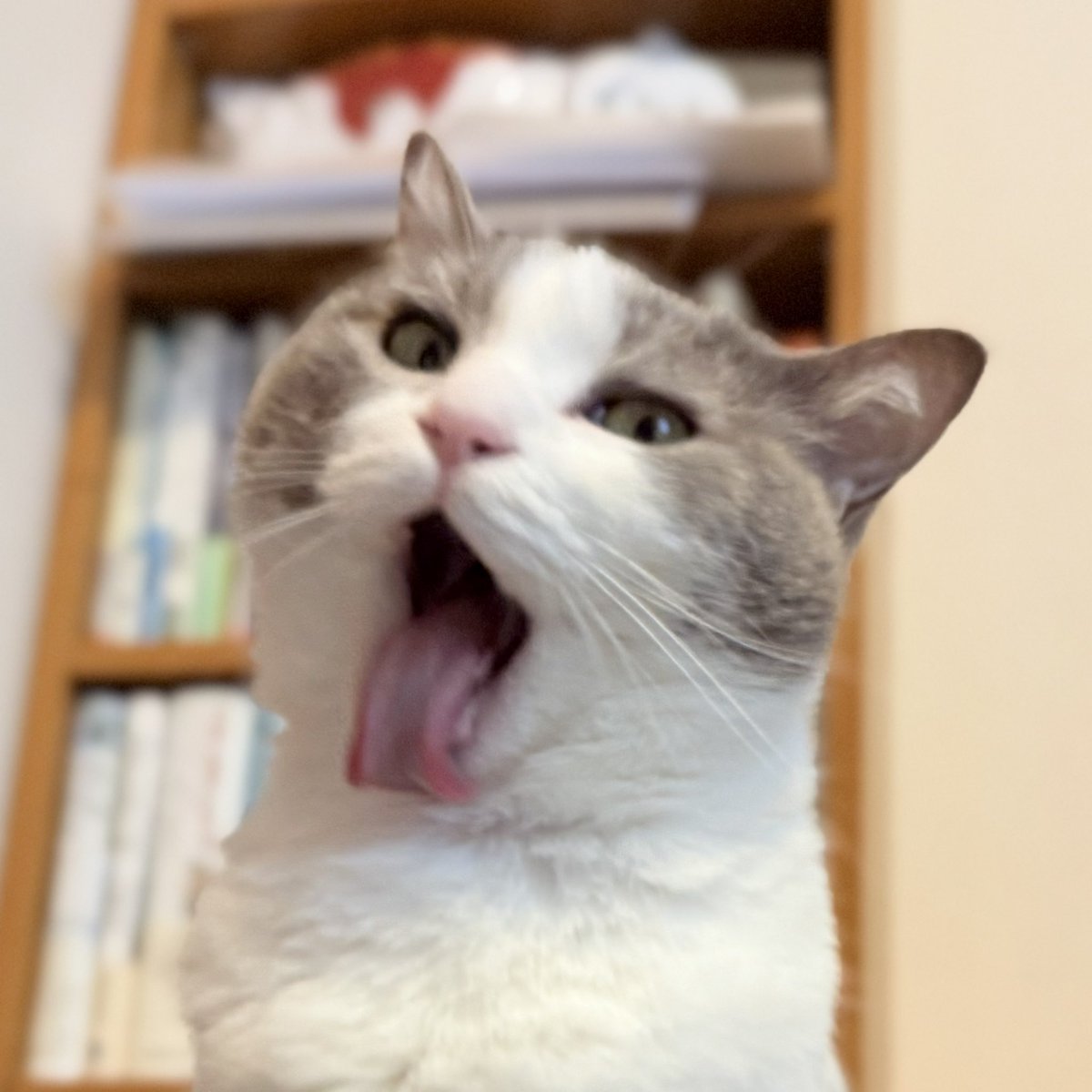 ひょうきん者達、集合！！！！