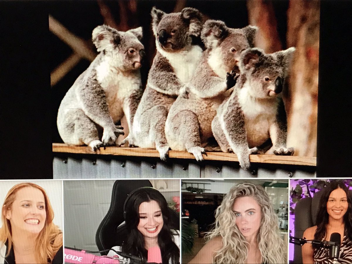 SilentRob5's tweet photo. @maryycherryy 🤔 Random thought of the day, what if @maryycherryy 🍒, #Pudgey 🖤 from #SpartanAndPudgey , #PeytonCole 💛 and #KatherineAndrews 🧡 from #YeahMad were all koalas hanging out together? 🐨🐨🐨🐨 https://t.co/xo5dxgcgN4
