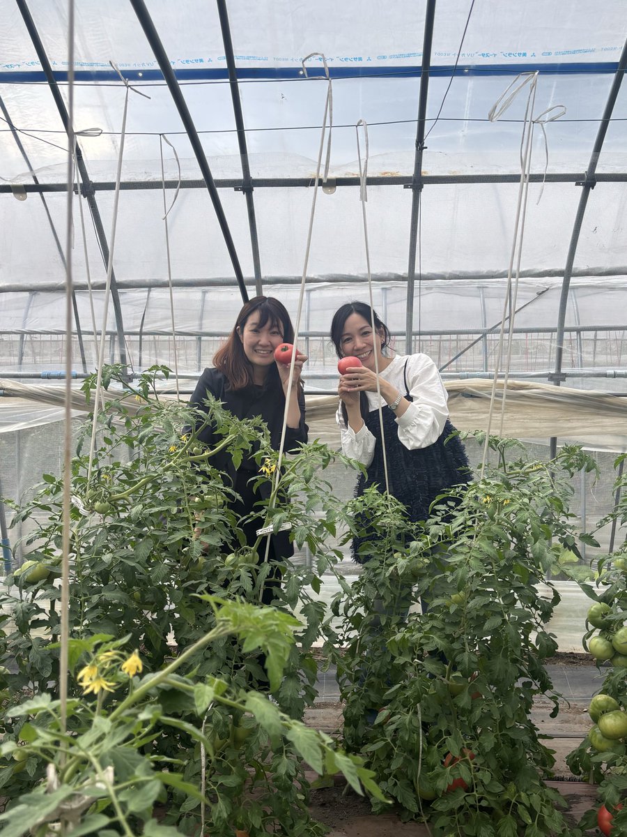 kodomofurusato's tweet photo. こどもふるさと便を運営するネッスー株式会社の4周年を記念して、社員旅行で旭川市へ🌾🐻‍❄️✨

今日は、こどもふるさと便の返礼品でお世話になっている「谷口農場」さまを見学させていただきました🍅🌱

愛情たっぷり込められた真っ赤なトマトが可愛かったです！☺️ https://t.co/CFblA124AQ