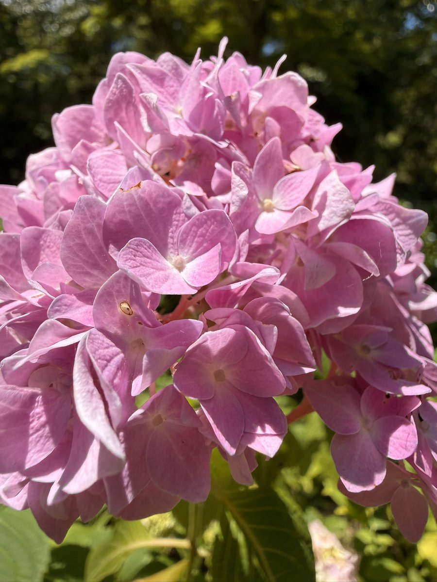 douseiji5's tweet photo. 森林植物園。今からが見頃です。
#神戸市森林植物園　#紫陽花 https://t.co/YqH7Bqt5A6