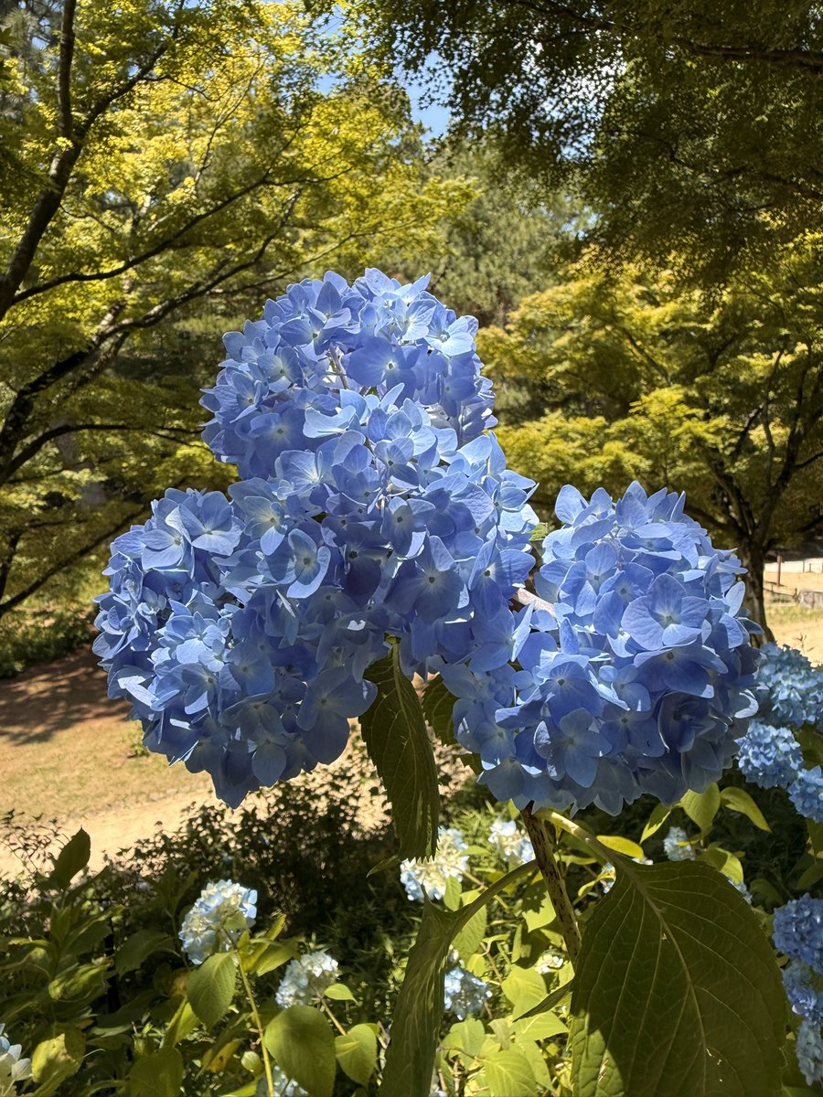 douseiji5's tweet photo. 森林植物園。今からが見頃です。
#神戸市森林植物園　#紫陽花 https://t.co/YqH7Bqt5A6