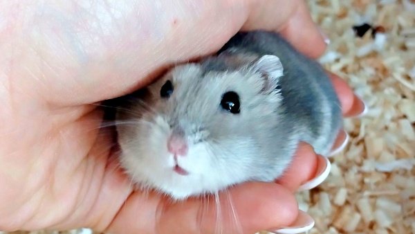 maidona_nashiki's tweet photo. /／
🐹「昔はロレックス、今はハムスター」
\＼
手首にぴったりフィットした「エレン・イェーガー」くん、“ふわふわ腕時計”ショットがSNSで人気爆発／예거왕님さ��（@Yeager_ham）
⬇️詳細はこちら（まいどなニュース）
https://t.co/H0j9BNEKGD

#ハムスター #ロレックス #rolex #햄스터 #롤렉스 #롤렉스 #まいどなニュース