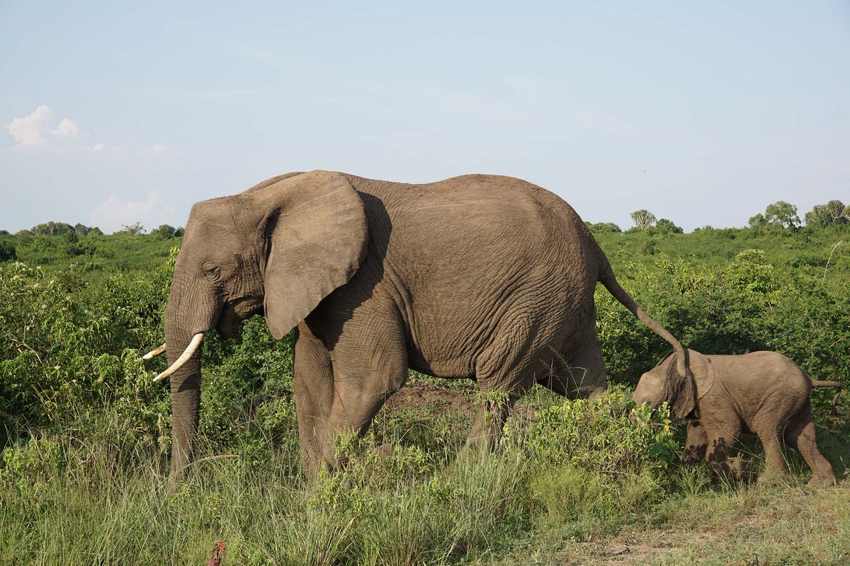 SafariChapter's tweet photo. Uganda is a wildlife lover's paradise, offering unforgettable safaris experiences with the chance to see gorillas, chimpanzees, tree climbing lions, bird species-all within breathtaking landscapes. From vast savannahs to lunch rainforests to authentic wildlife encounters. https://t.co/fbWw17rQV7