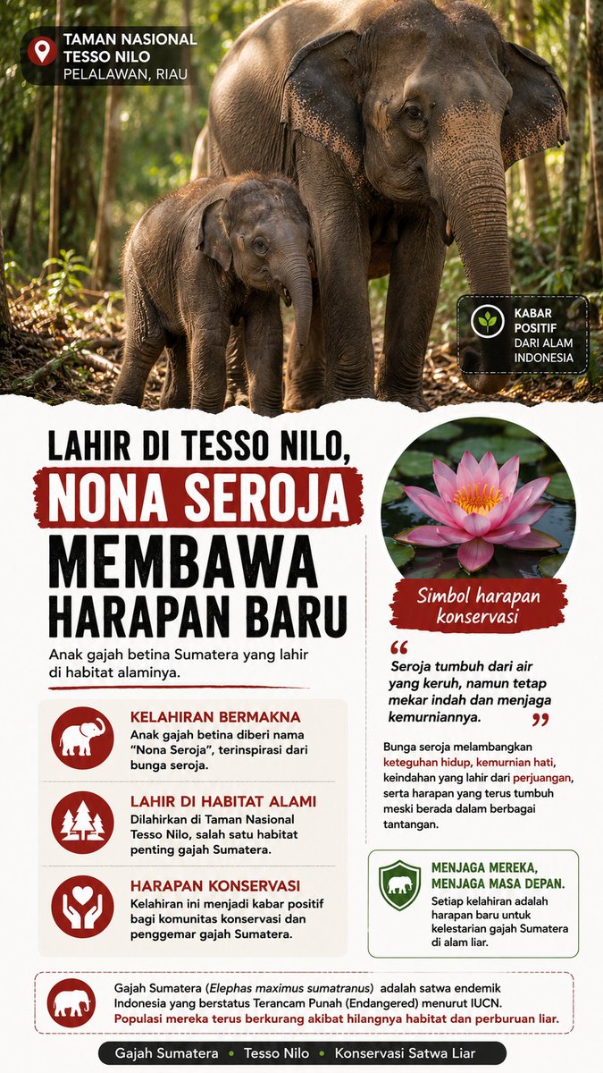 tehpanasdotid's tweet photo. Taman Nasional Tesso Nilo menyambut kelahiran gajah betina bernama Seroja. 
Nama yang dipilih melambangkan keteguhan hidup, kemurnian, dan keindahan yang 
lahir dari perjuangan untuk konservasi gajah Sumatera.

#poldariau #Konservasi #TessoNilo #BiodiversitasIndonesia #inforiau https://t.co/Mgc6t24FP6
