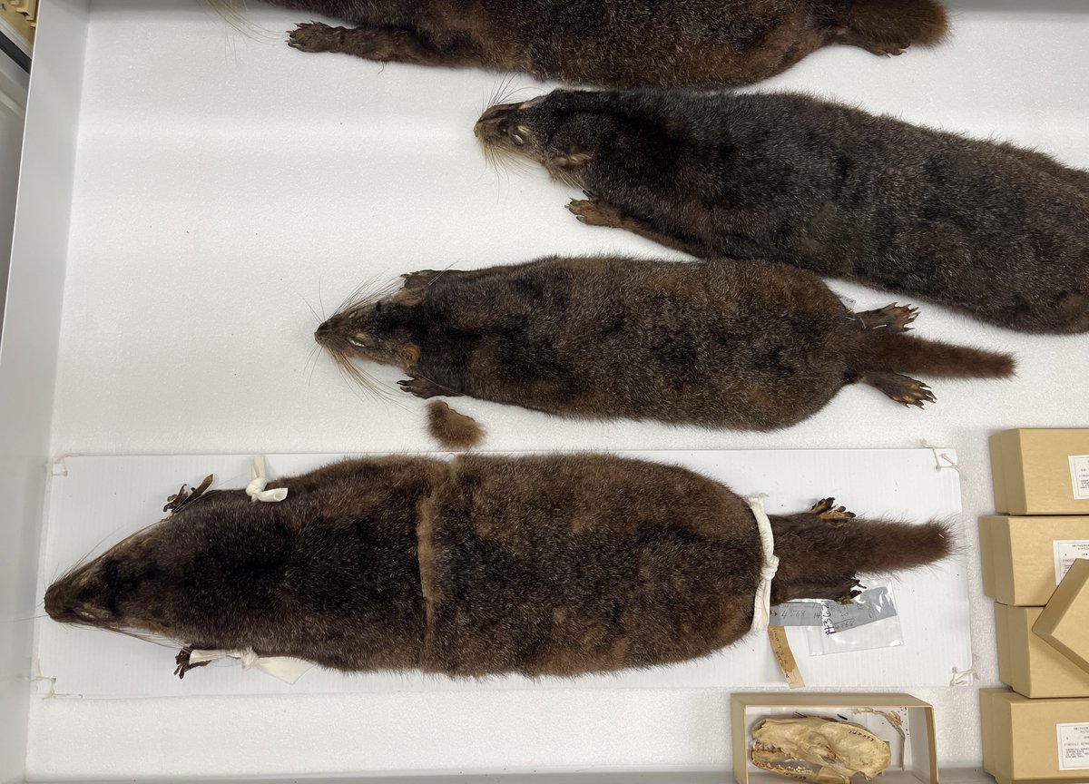 marcuschua's tweet photo. Back in the DC area for @Mammalogists meeting #ASM2026.

This past week has been a hectic non-stop cycle of otters, civets, and otter civets at the Smithsonian @NMNH. https://t.co/CL4pMULlH8
