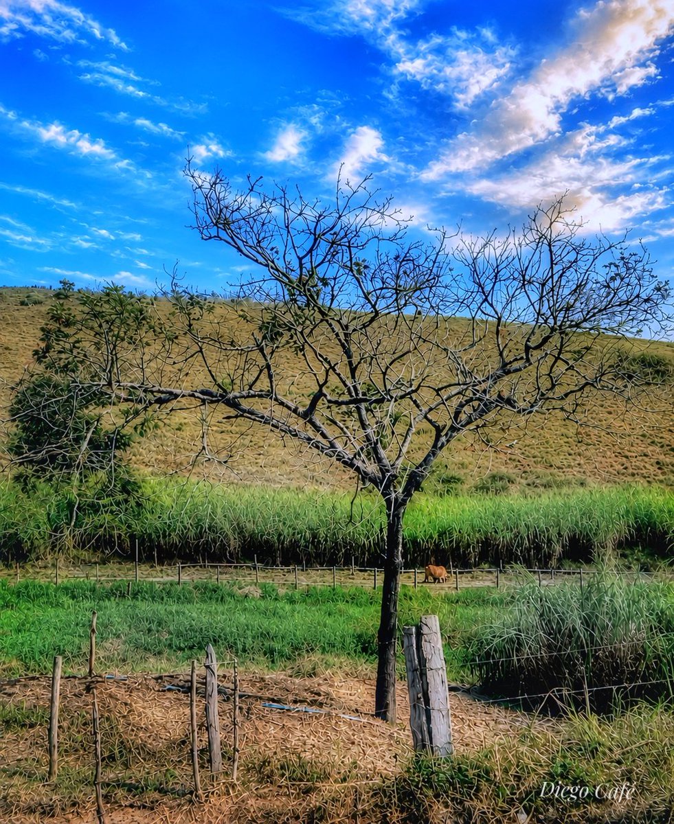 Cafe_Castro's tweet photo. #nature #photography #patydoalferesrj https://t.co/xjRLAzUFCi