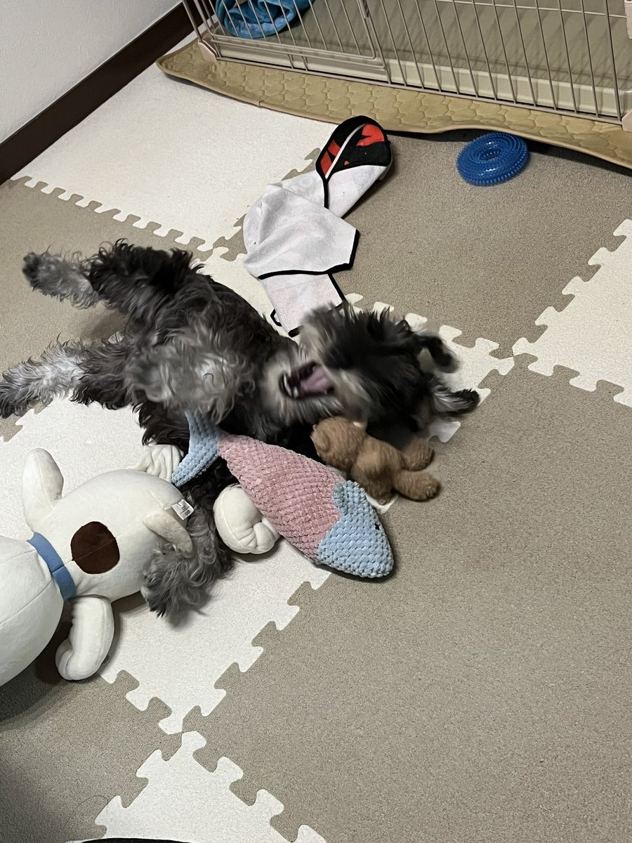 _siro_01_'s tweet photo. いや笑
躍動感笑 https://t.co/8kG4iH2myF